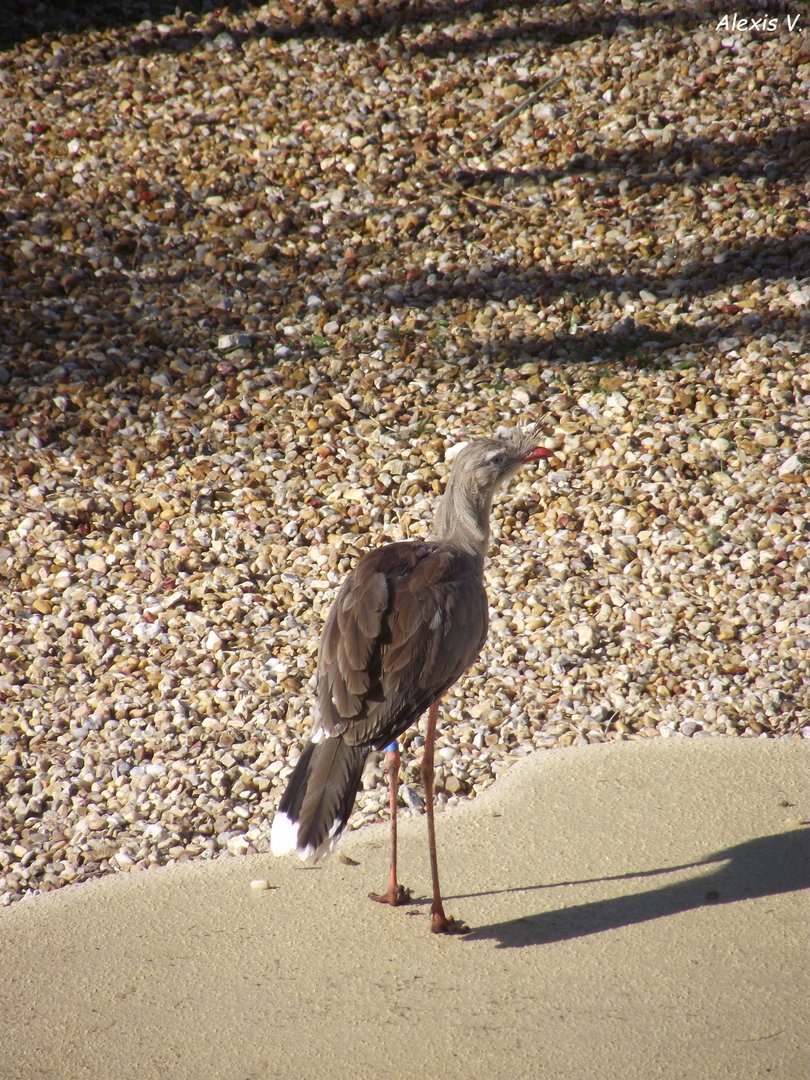 Red-legged Seriema - Zooparc de Beauval - 10/2021