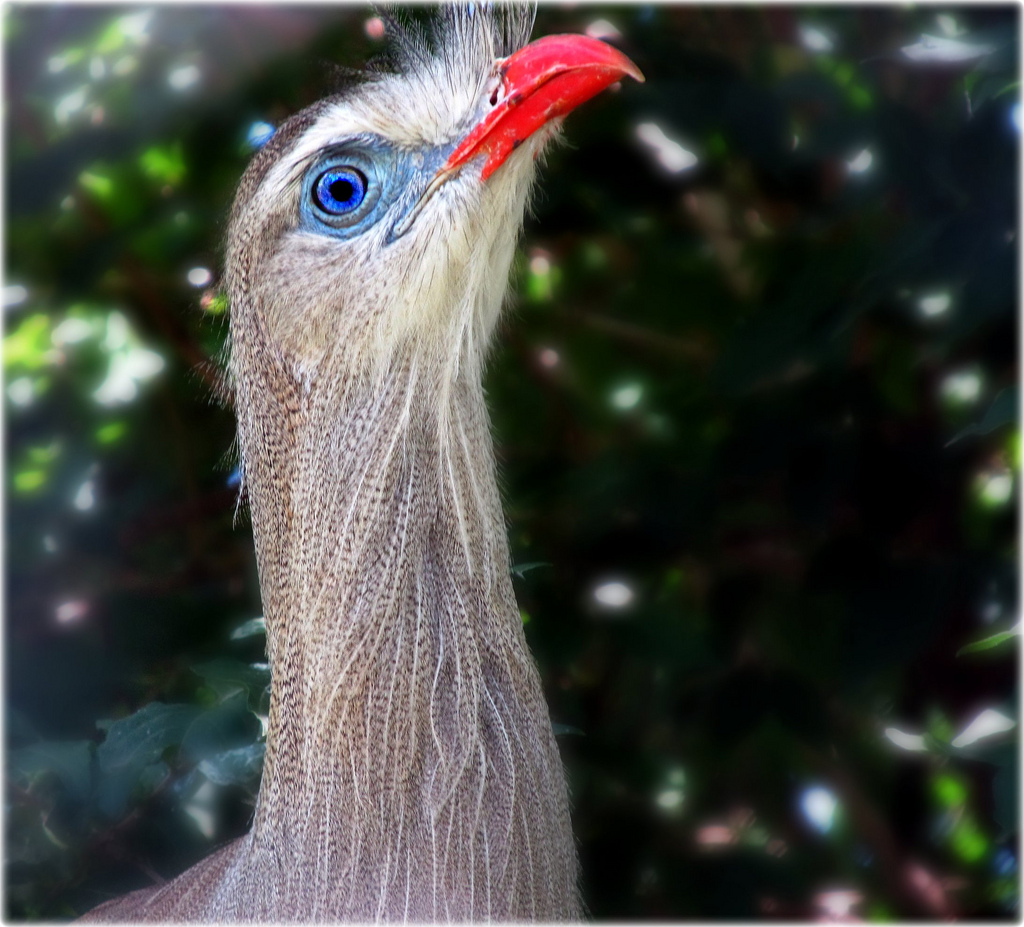 Red-legged Seriema