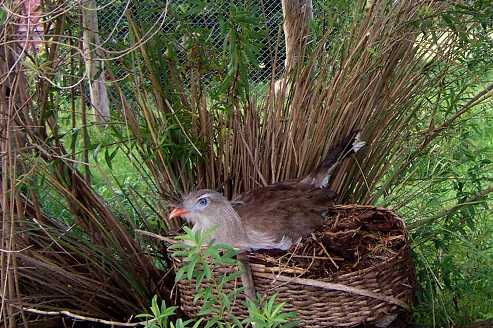 Red-legged Seriema