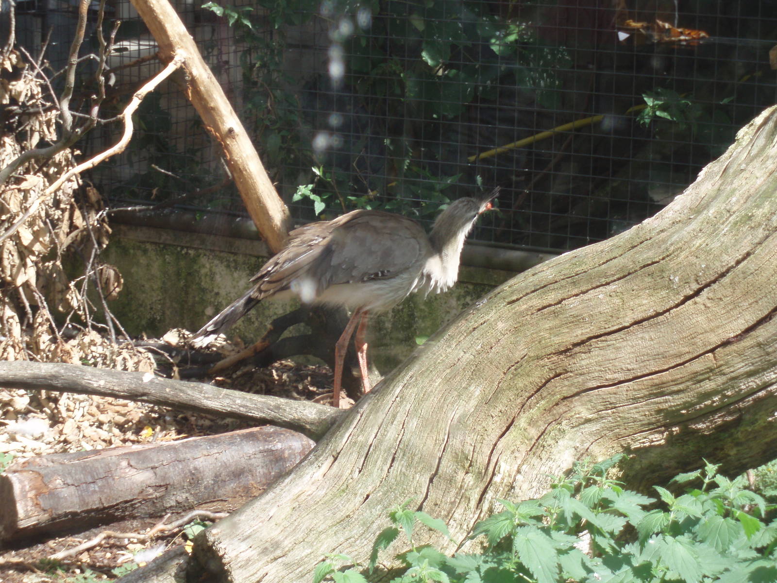 Red legged seriema