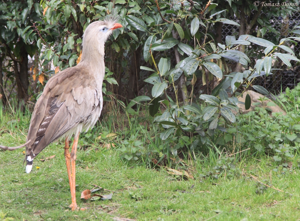 Red-legged Seriema