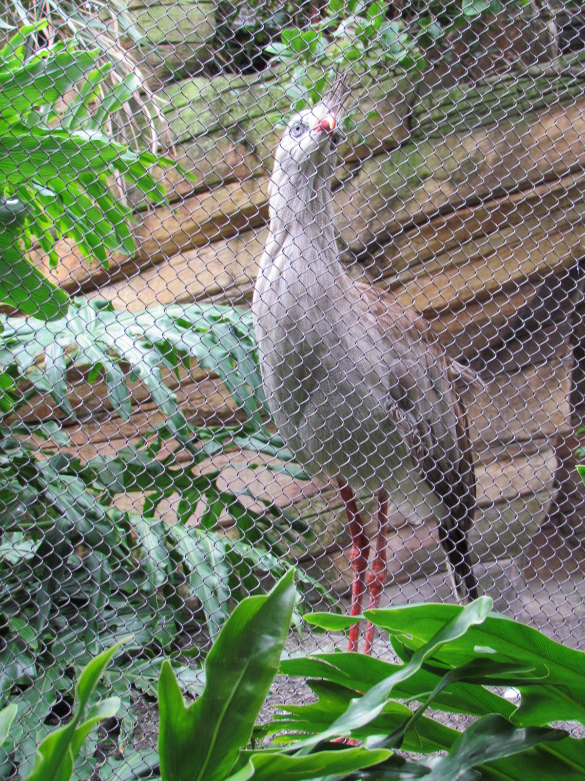 Red Legged Seriema