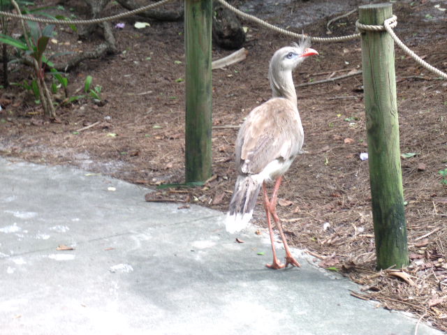 Red-Legged Seriema