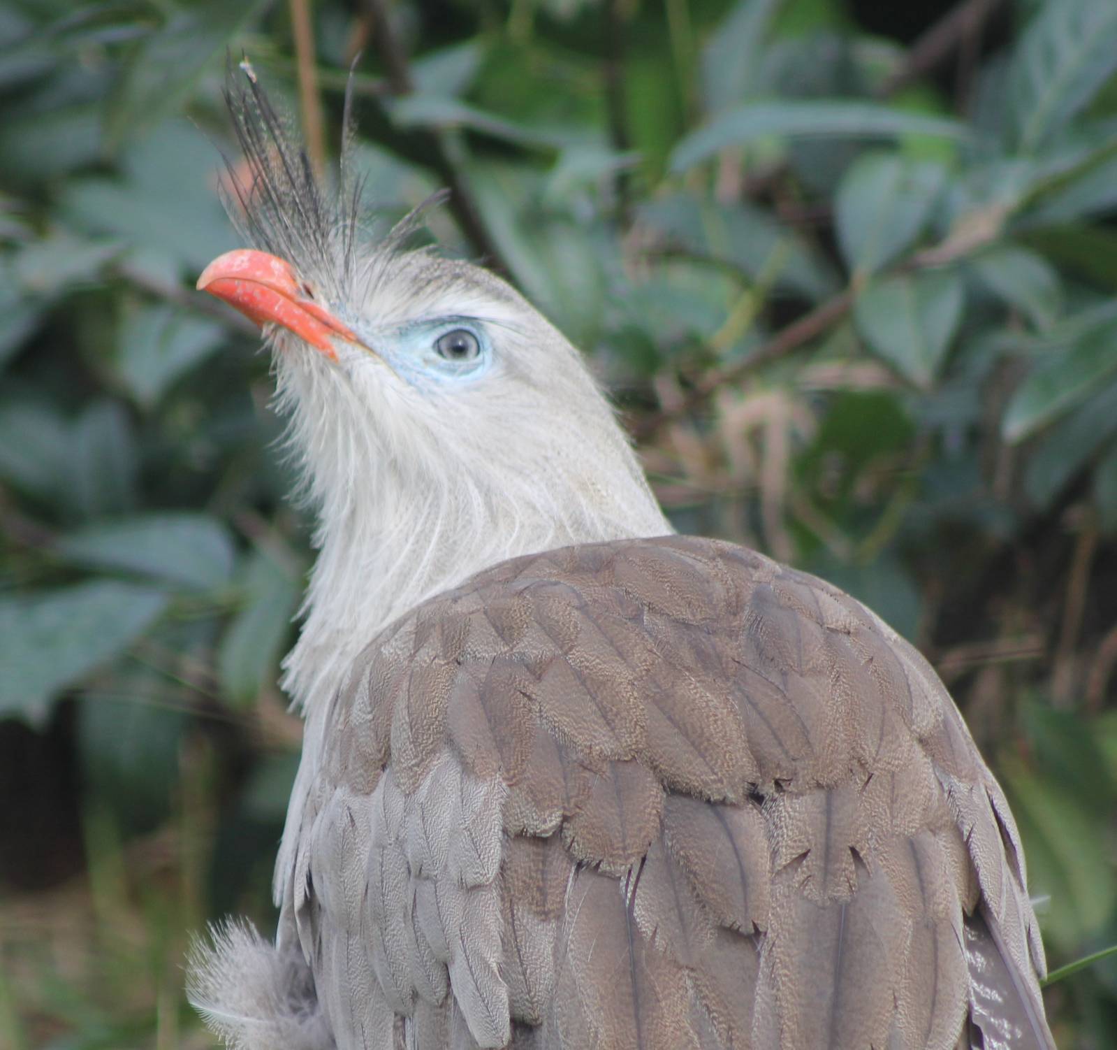 Red-legged seriema