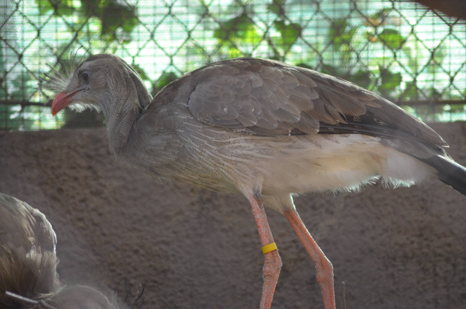 Red-legged Seriema