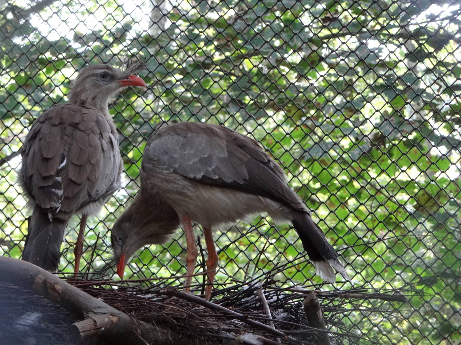 Red-legged Seriema