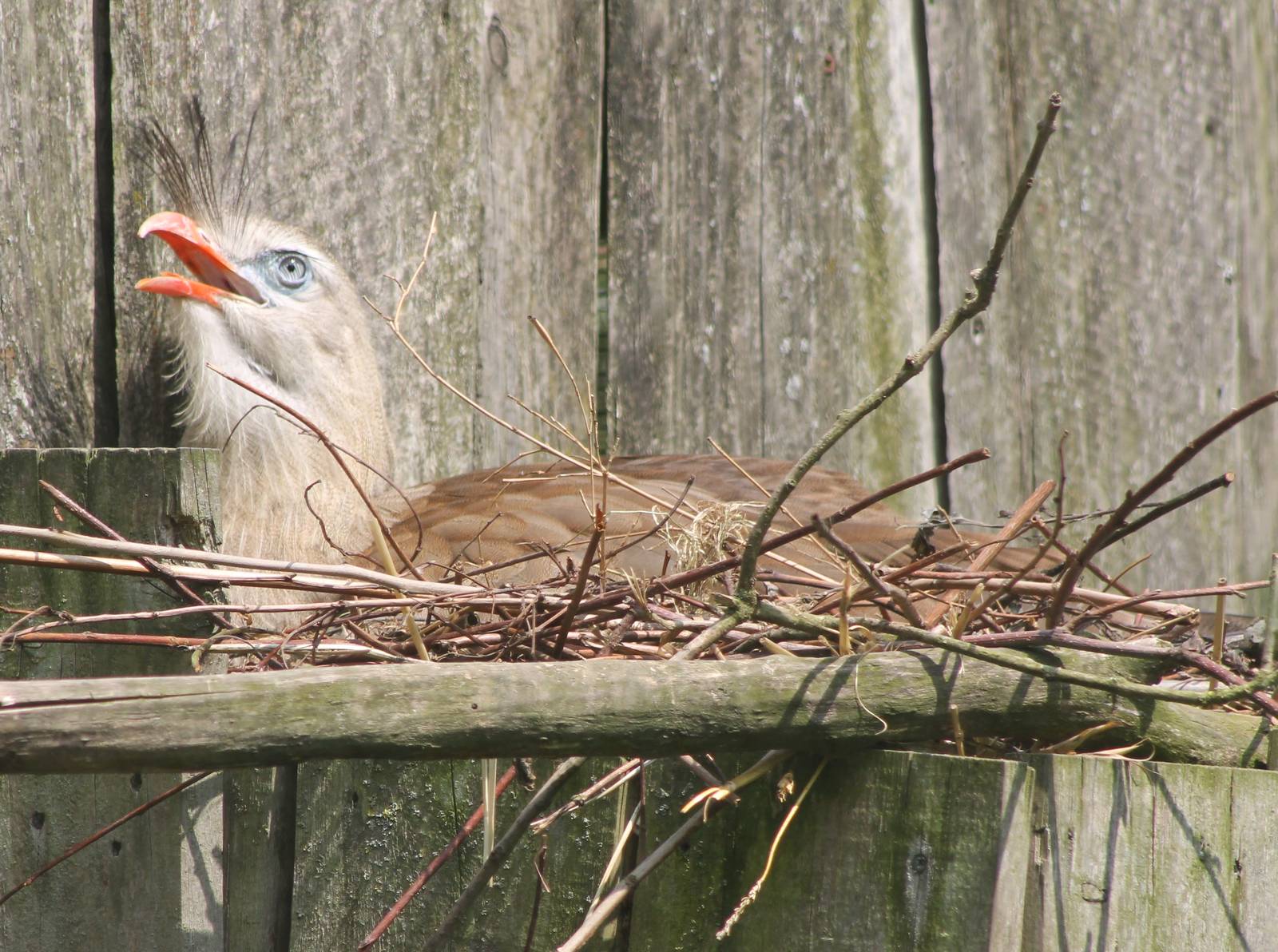 Red-legged seriema