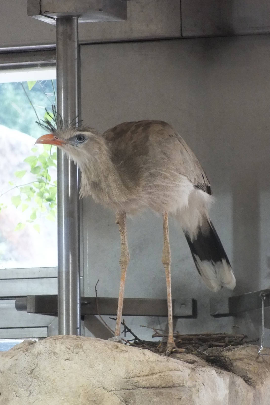 Red-legged Seriema