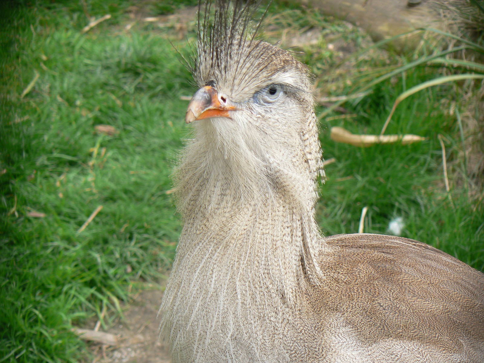 Red-legged Seriema