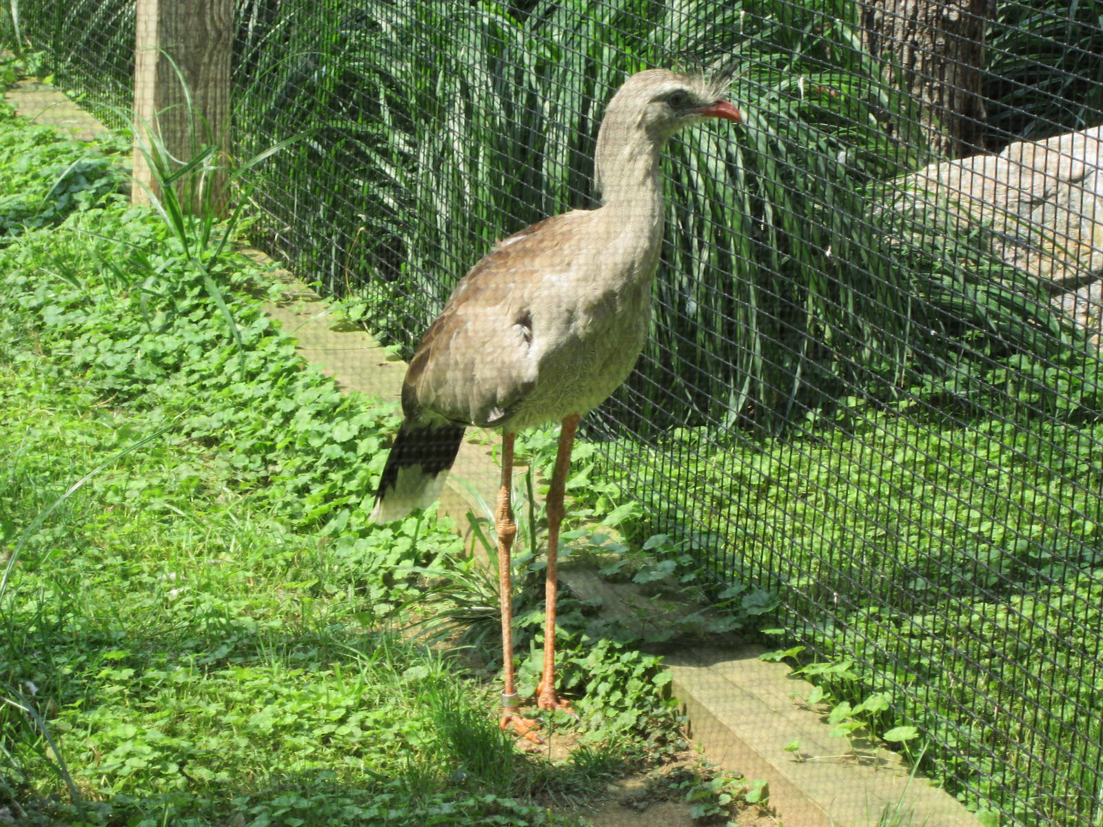 Red-legged seriema