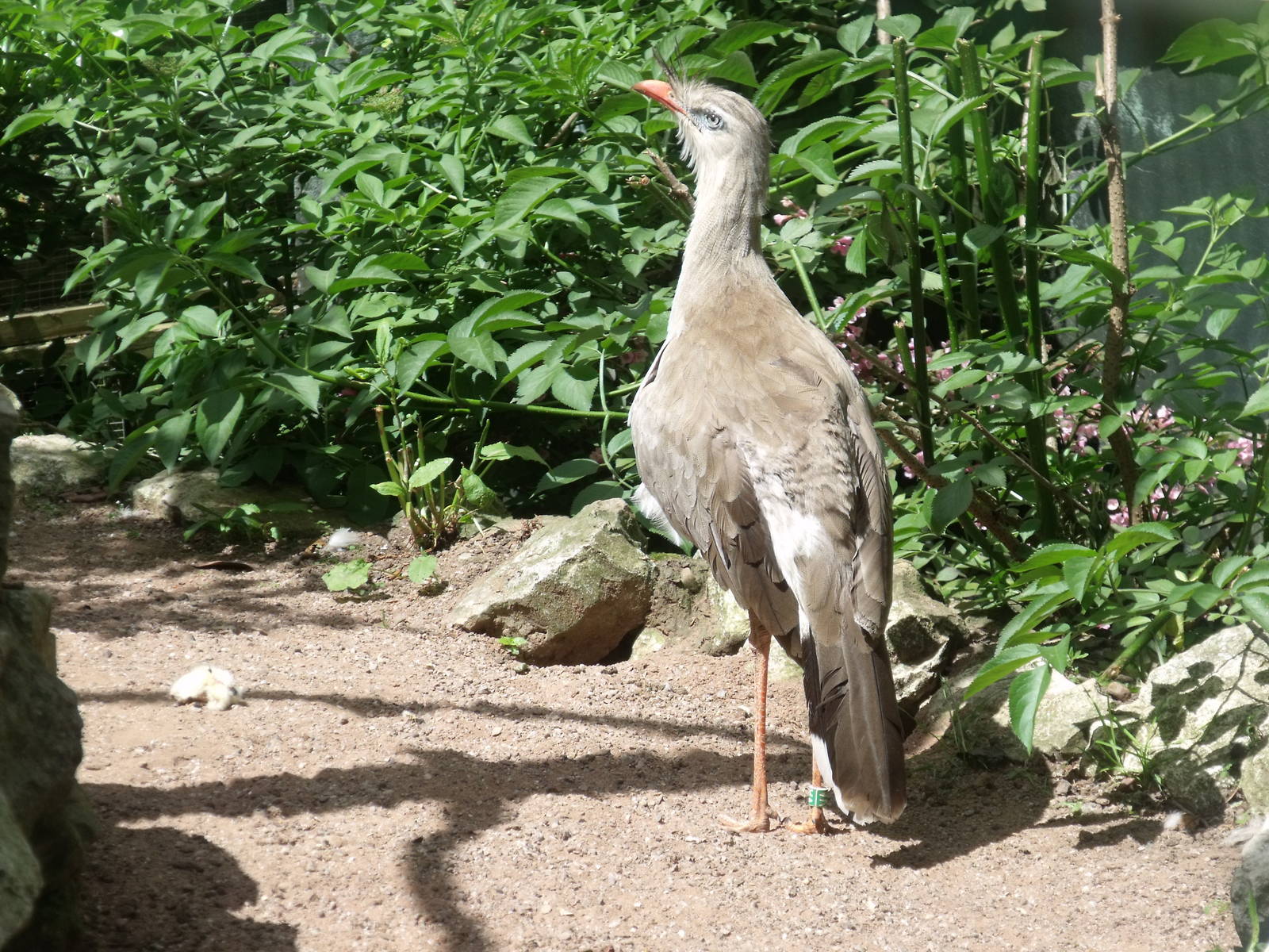 Red-Legged Seriema