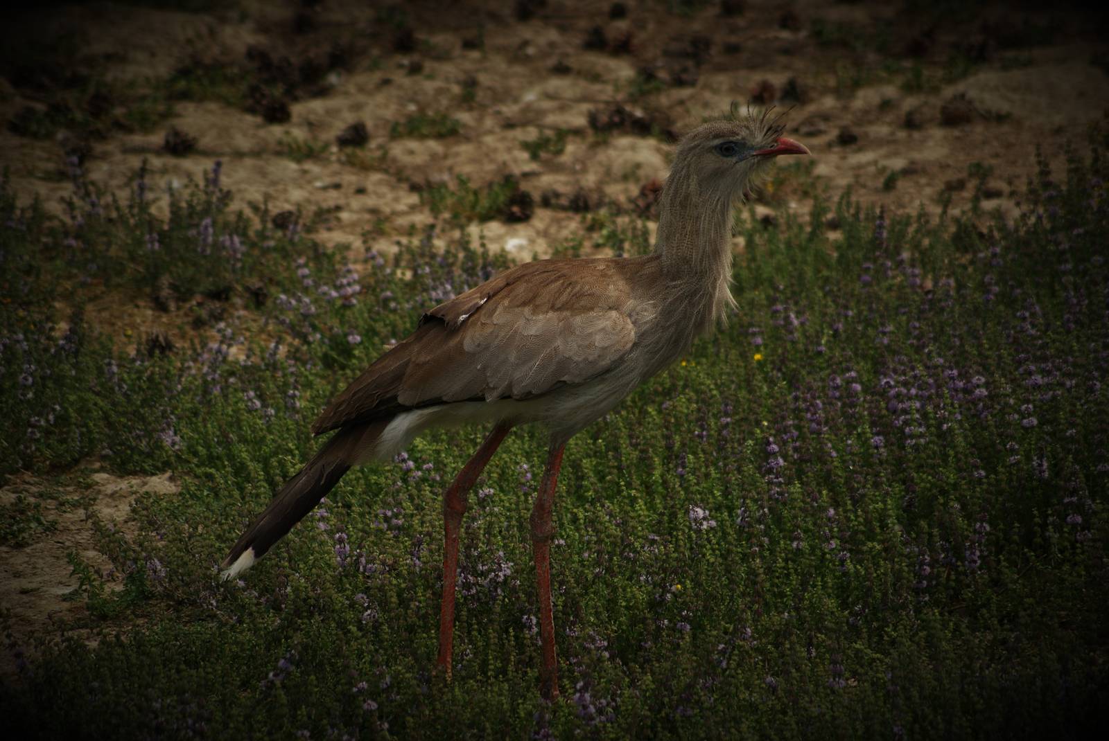 Red-legged seriema