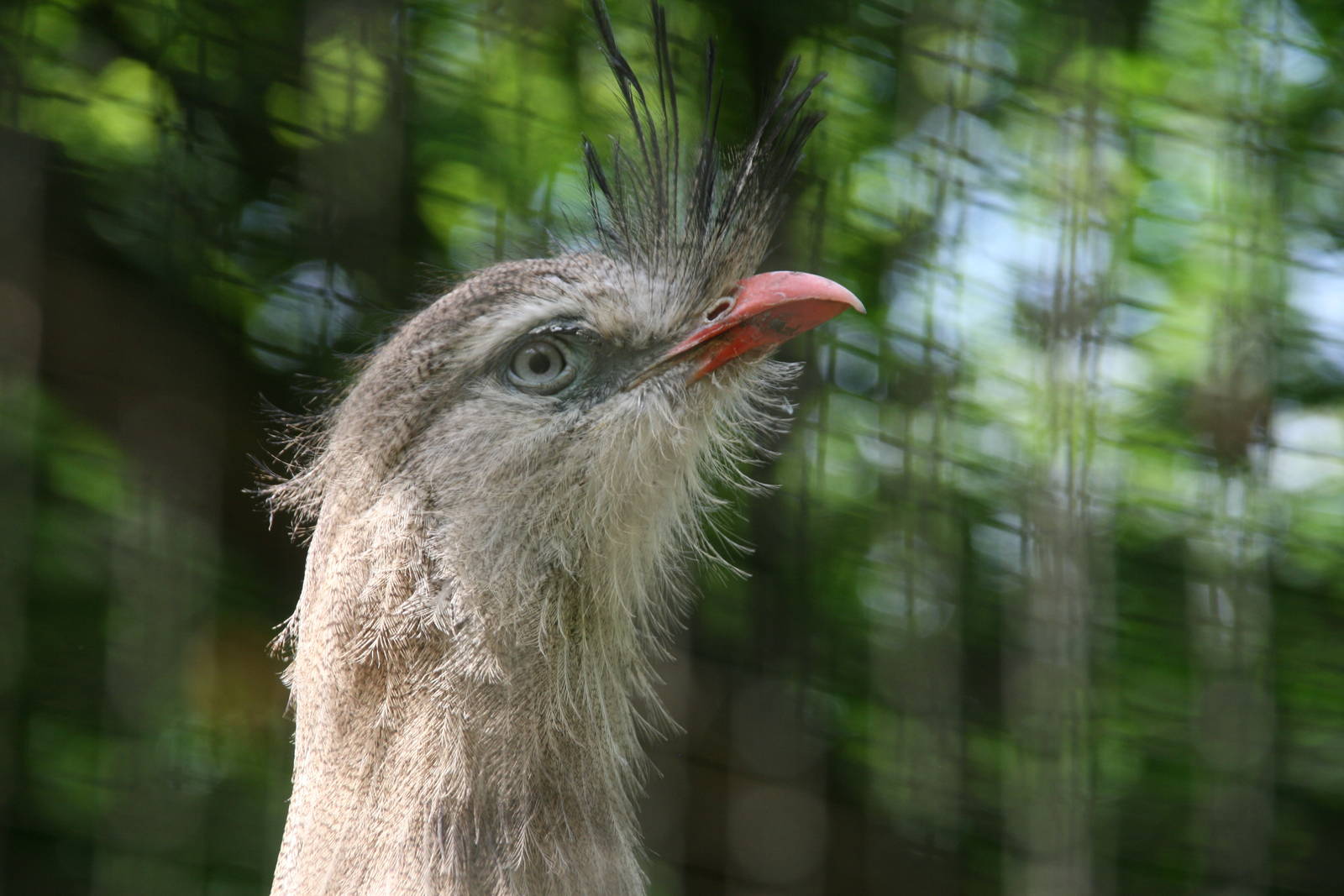 Red-legged seriema