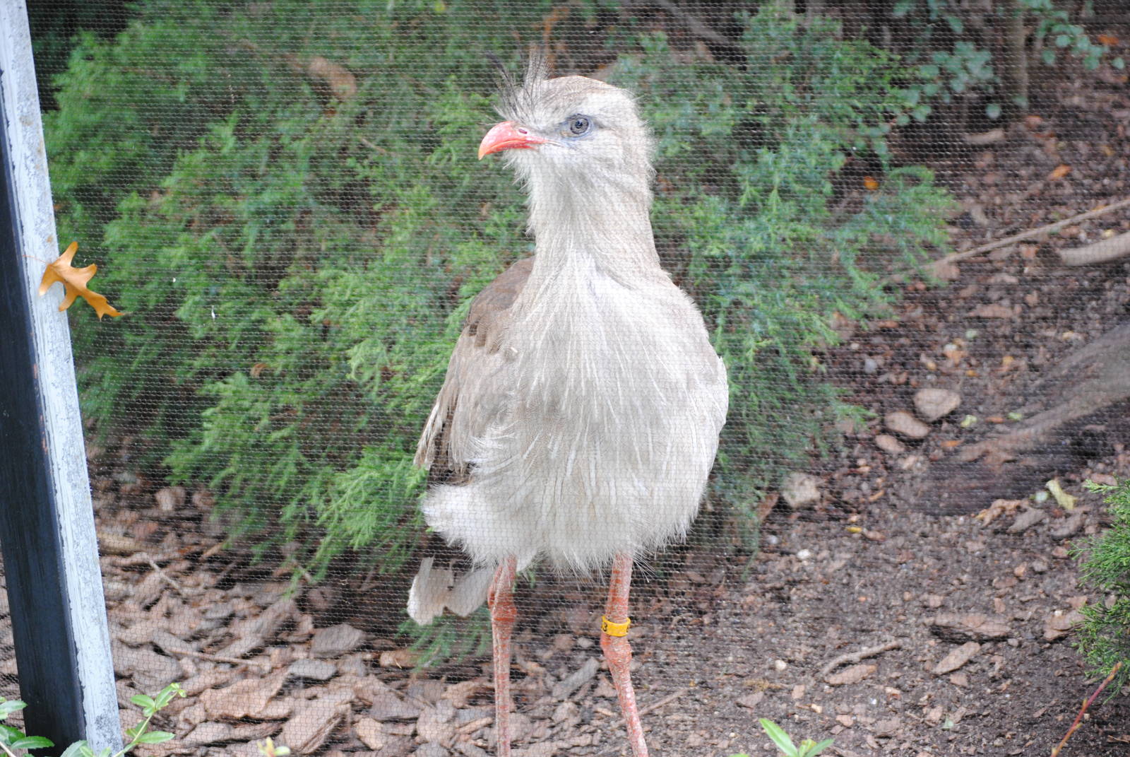 Red-Legged Seriema