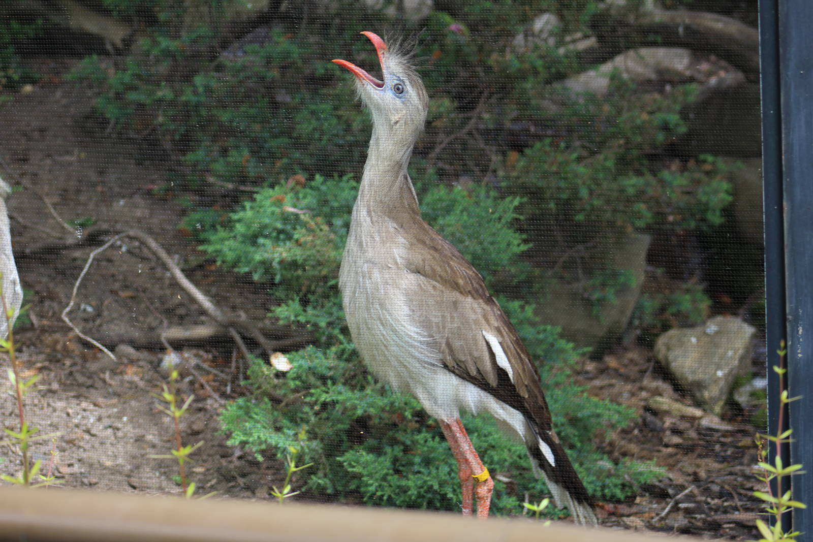 Red-Legged Seriema