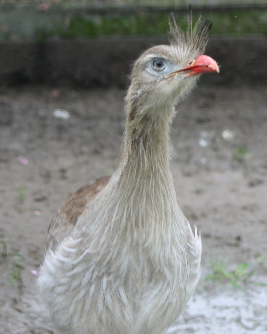 Red-legged seriema