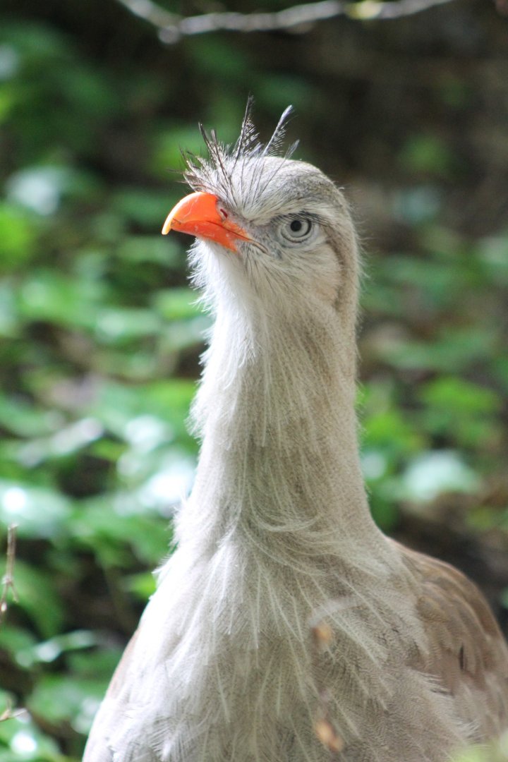 Red-legged seriema