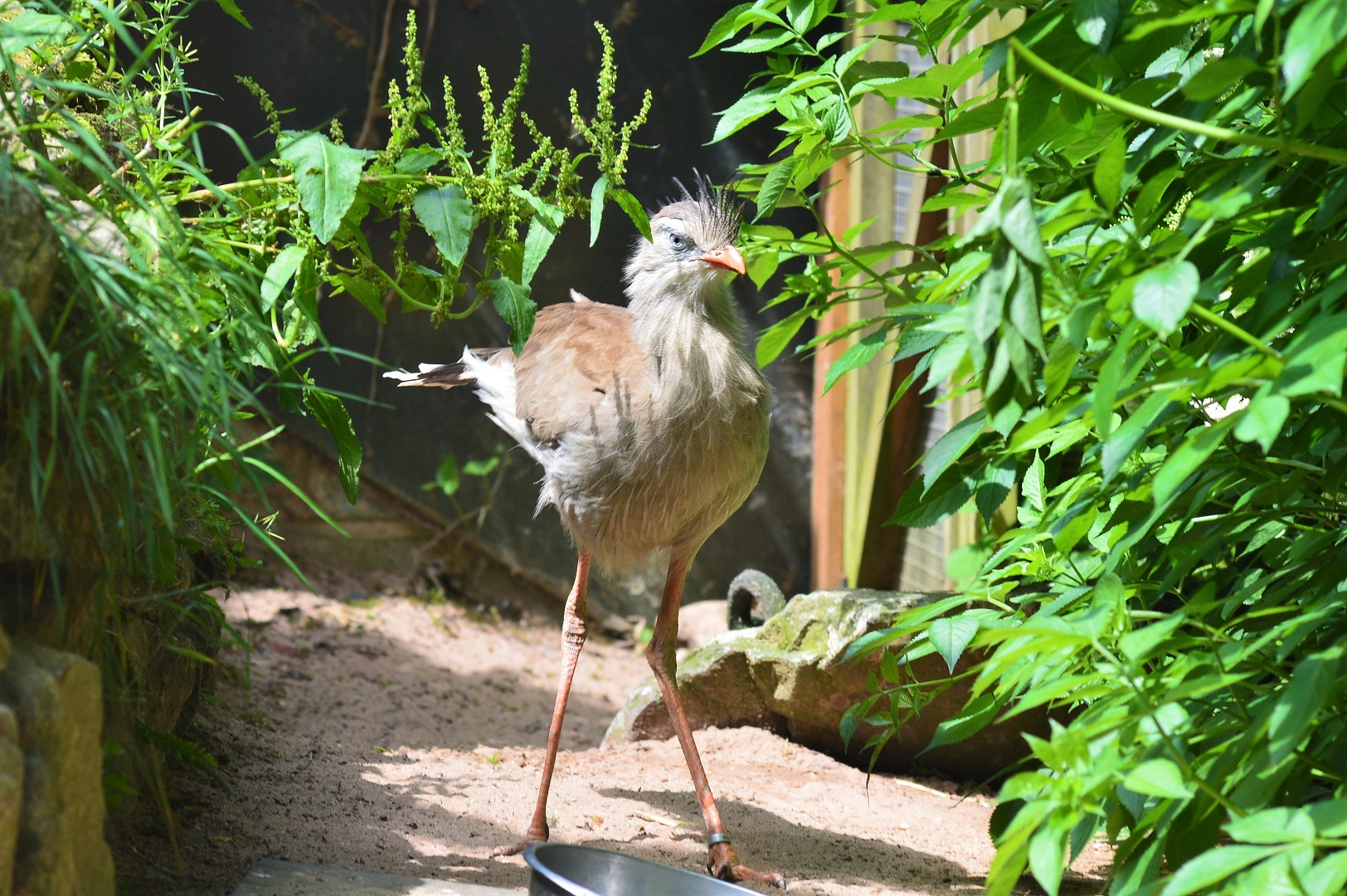 Red-legged seriema