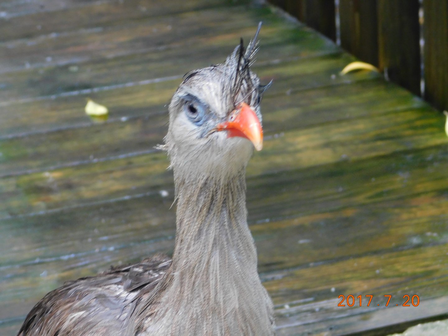 Red-Legged Seriema