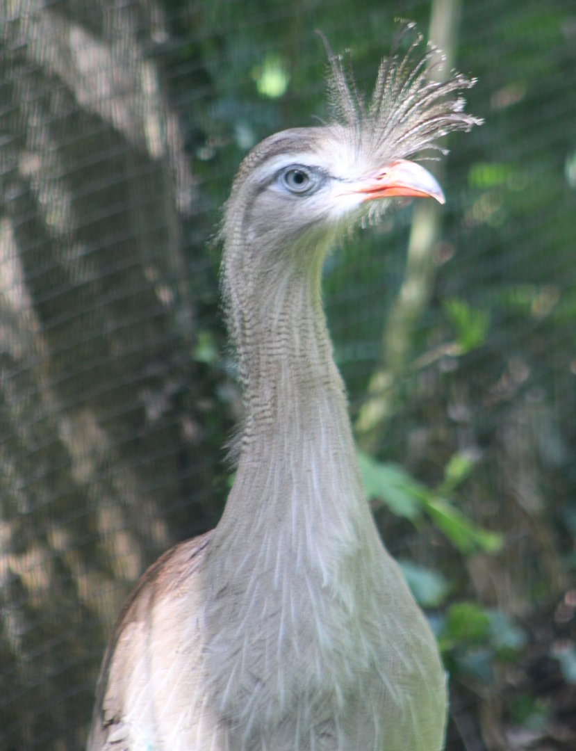 Red-legged seriema