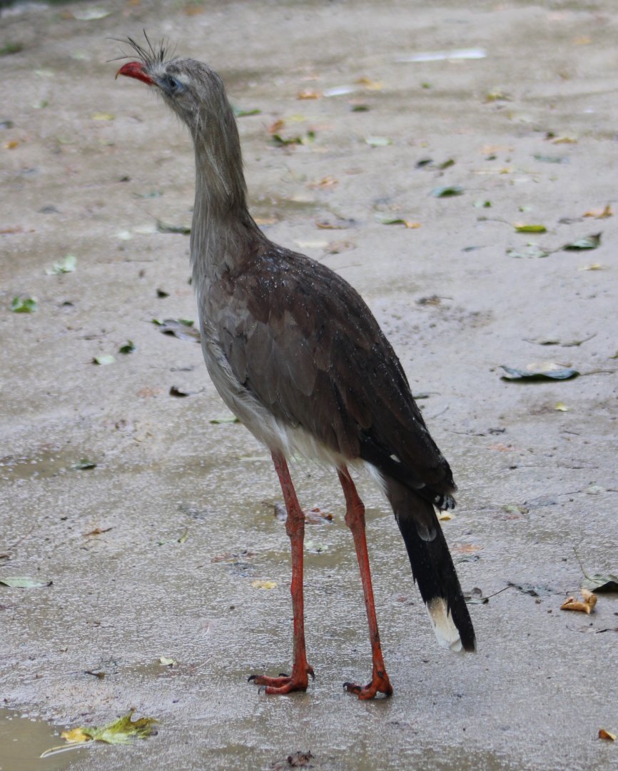Red-legged seriema
