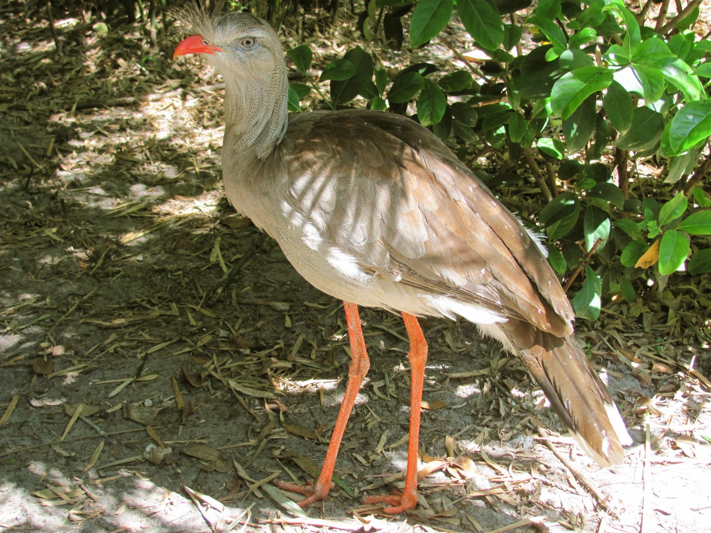 Red-Legged Seriema