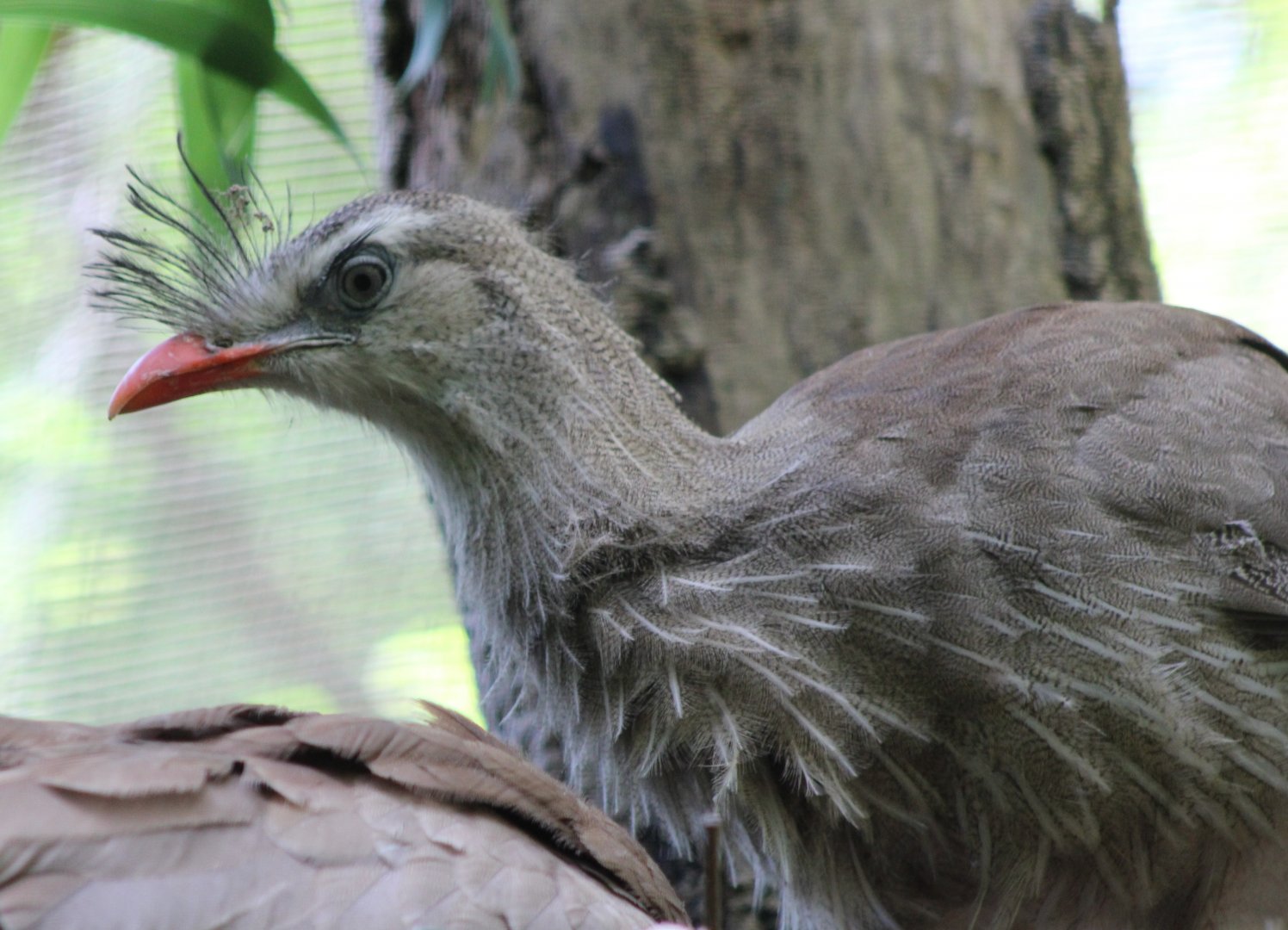 Red-legged seriema