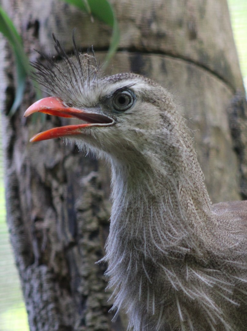 Red-legged seriema