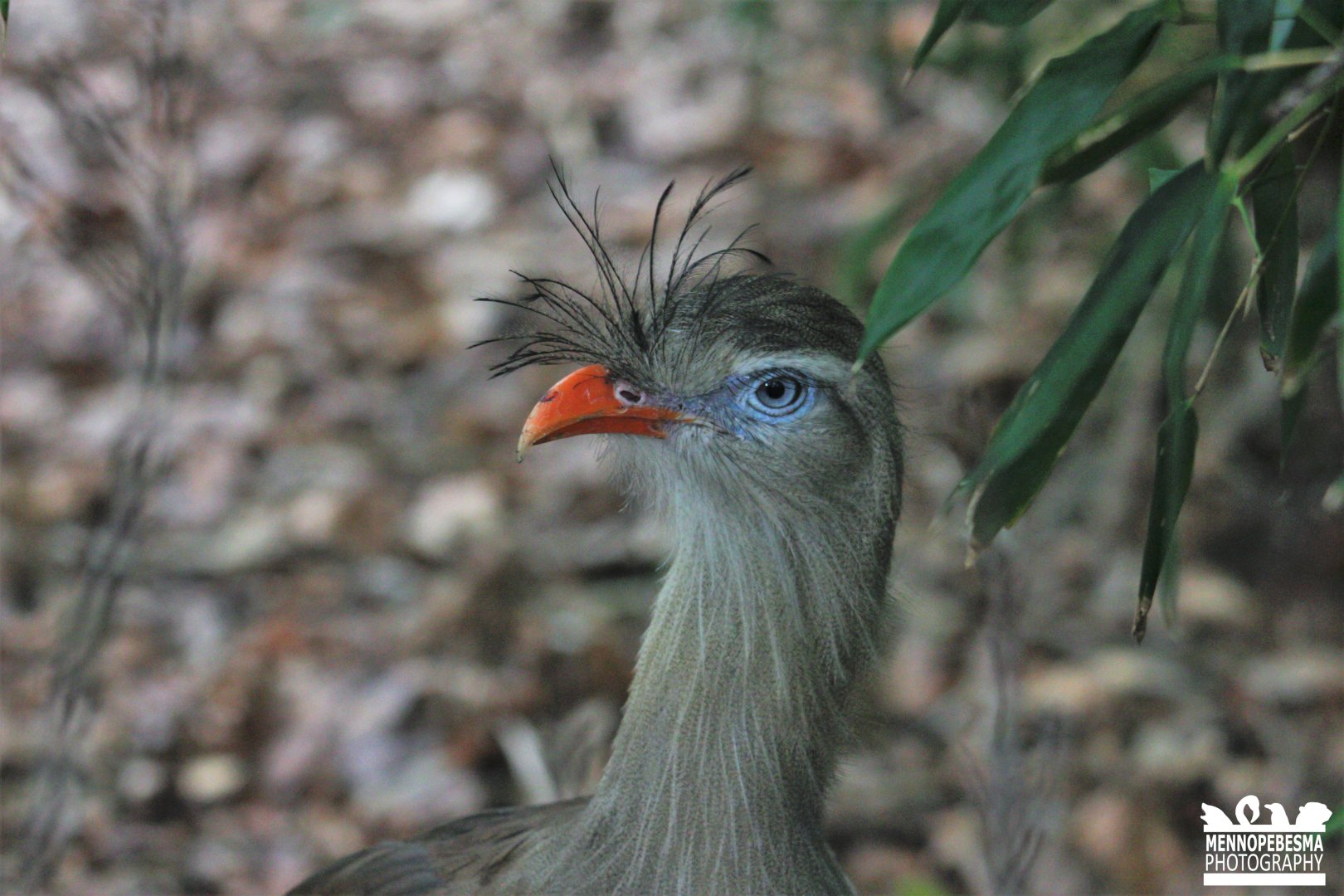 Red-legged seriema