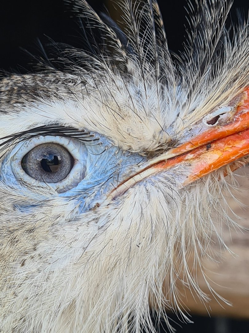 Red-legged seriema