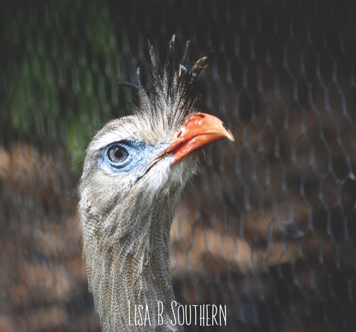 red legged seriema