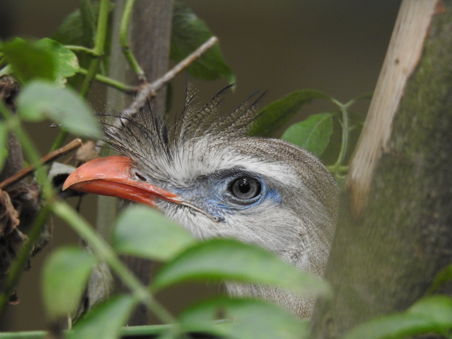 Red-legged seriema