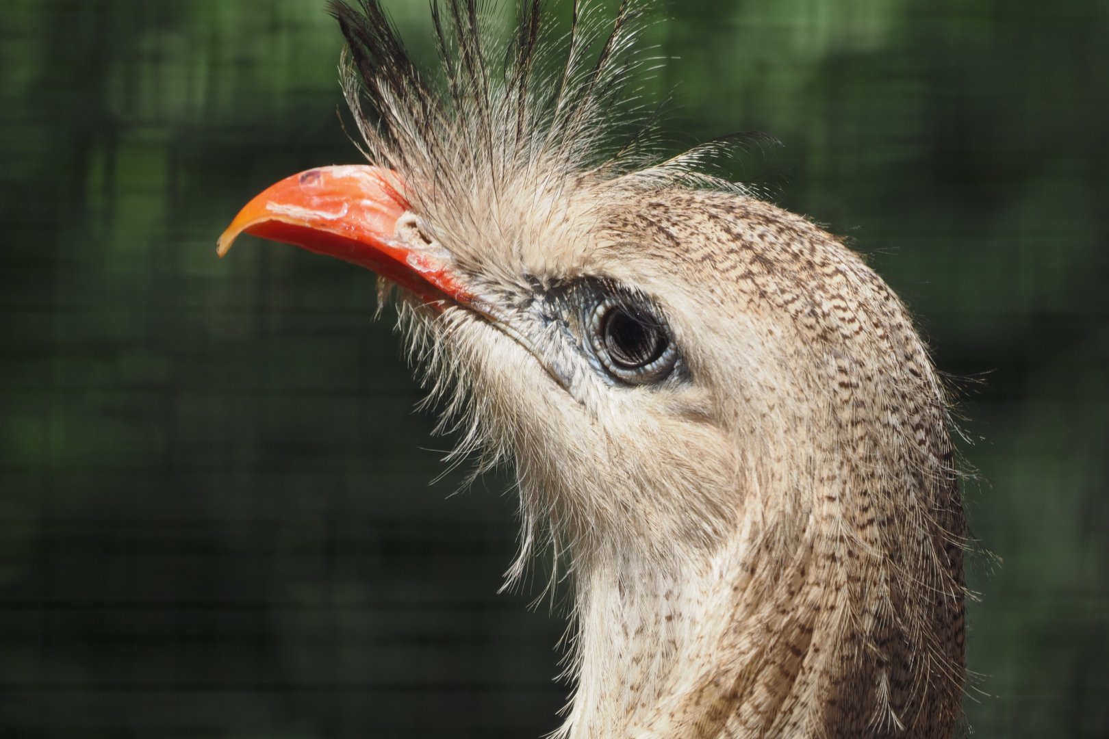 Red-legged seriema