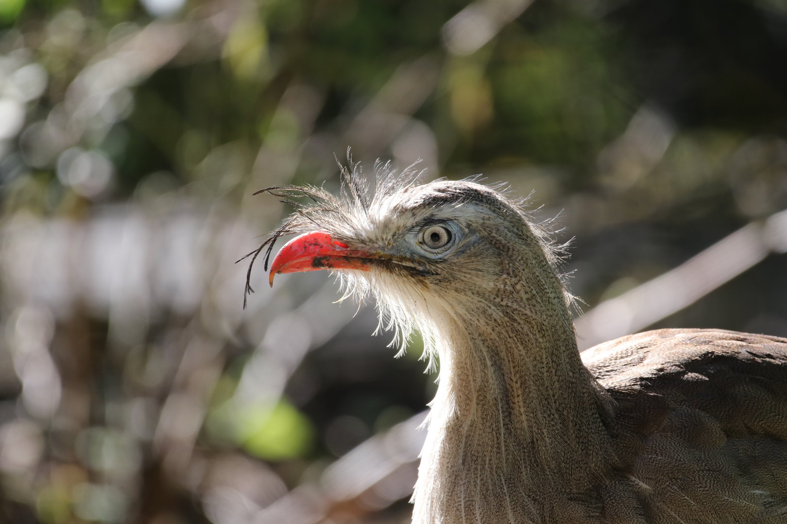 Red-legged seriema