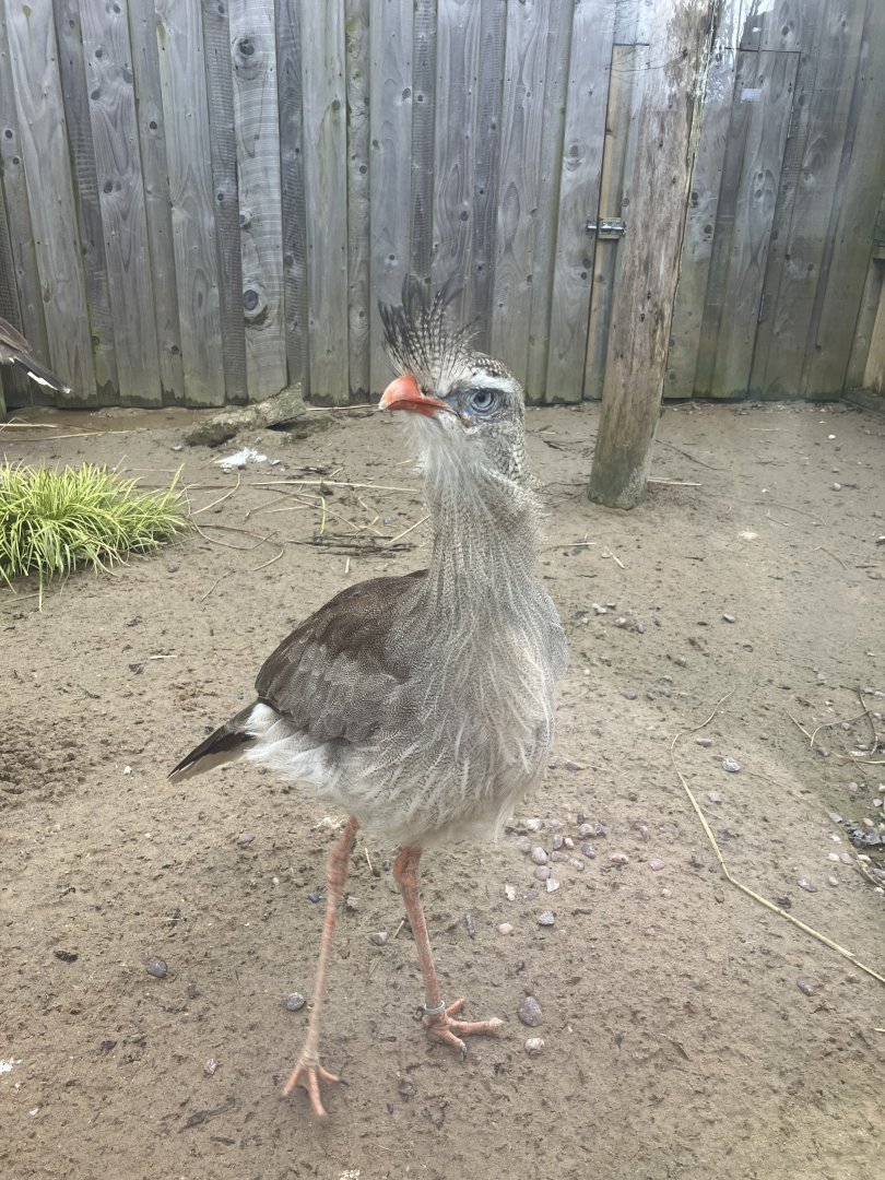 Red-legged seriema