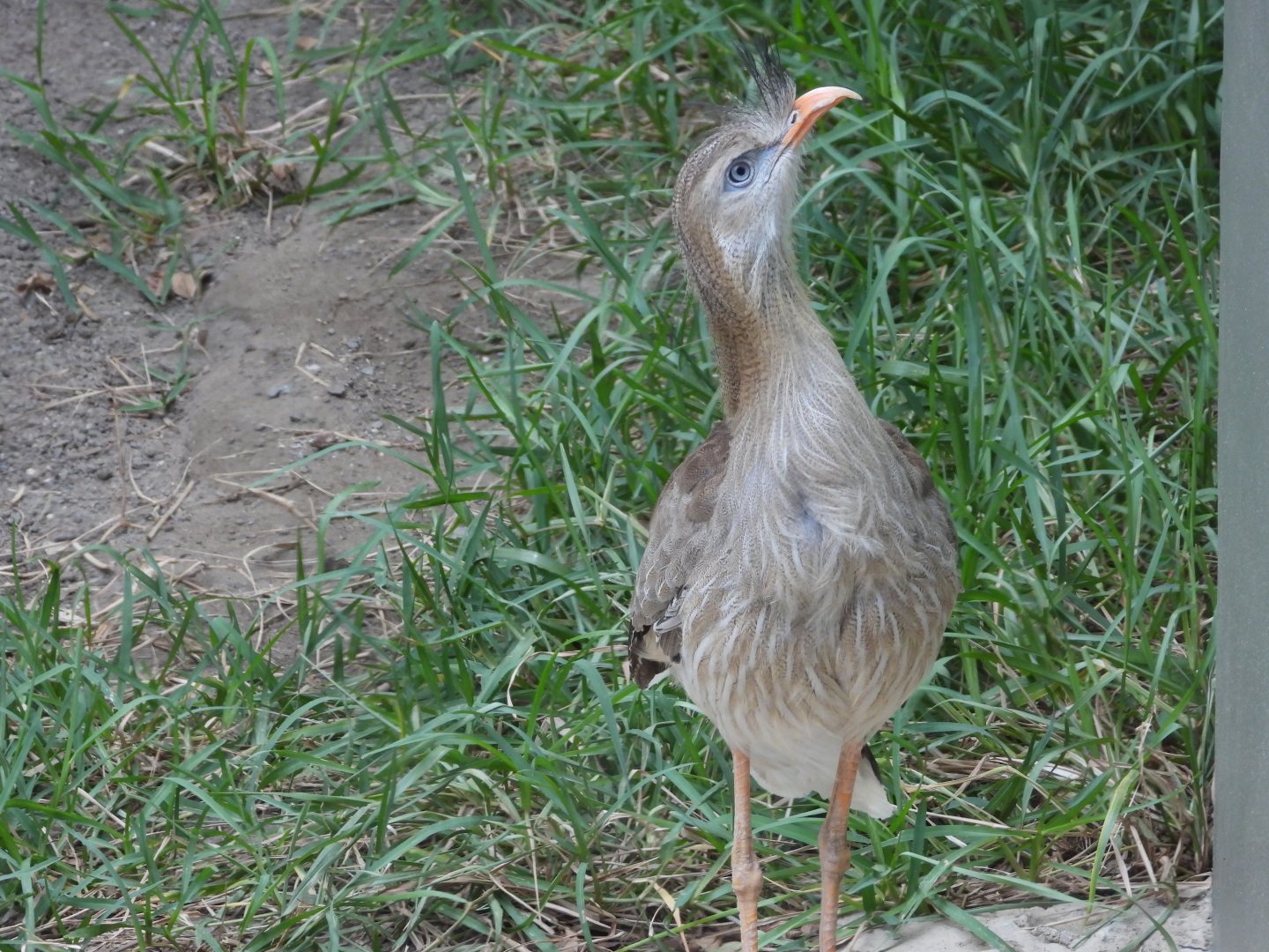 Red-legged seriema