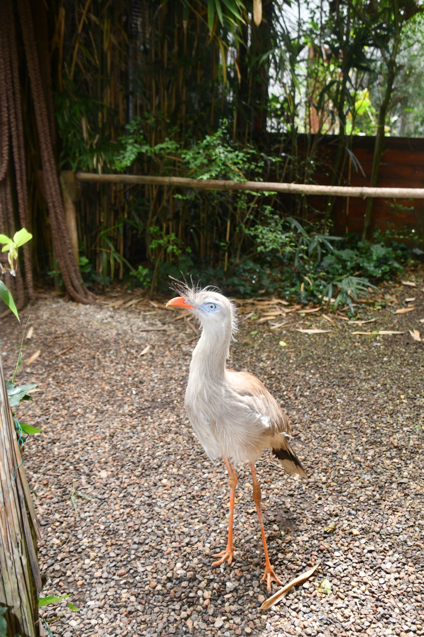 Red-legged Seriema