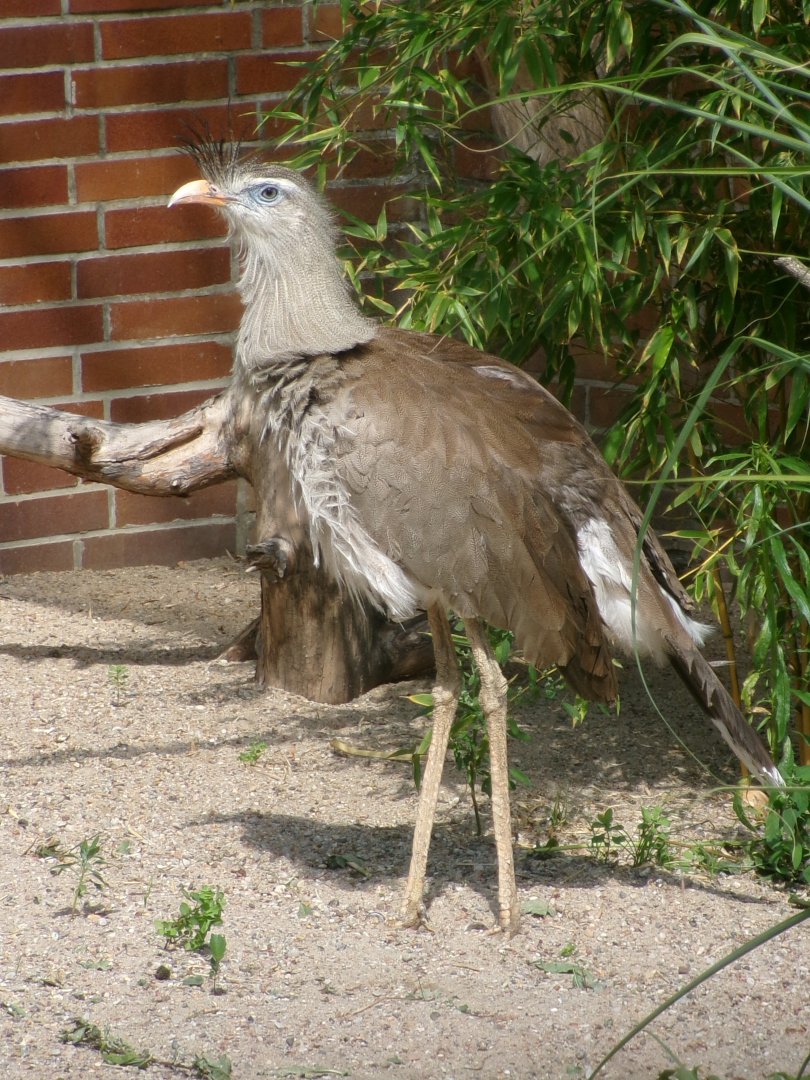 Red-legged seriema