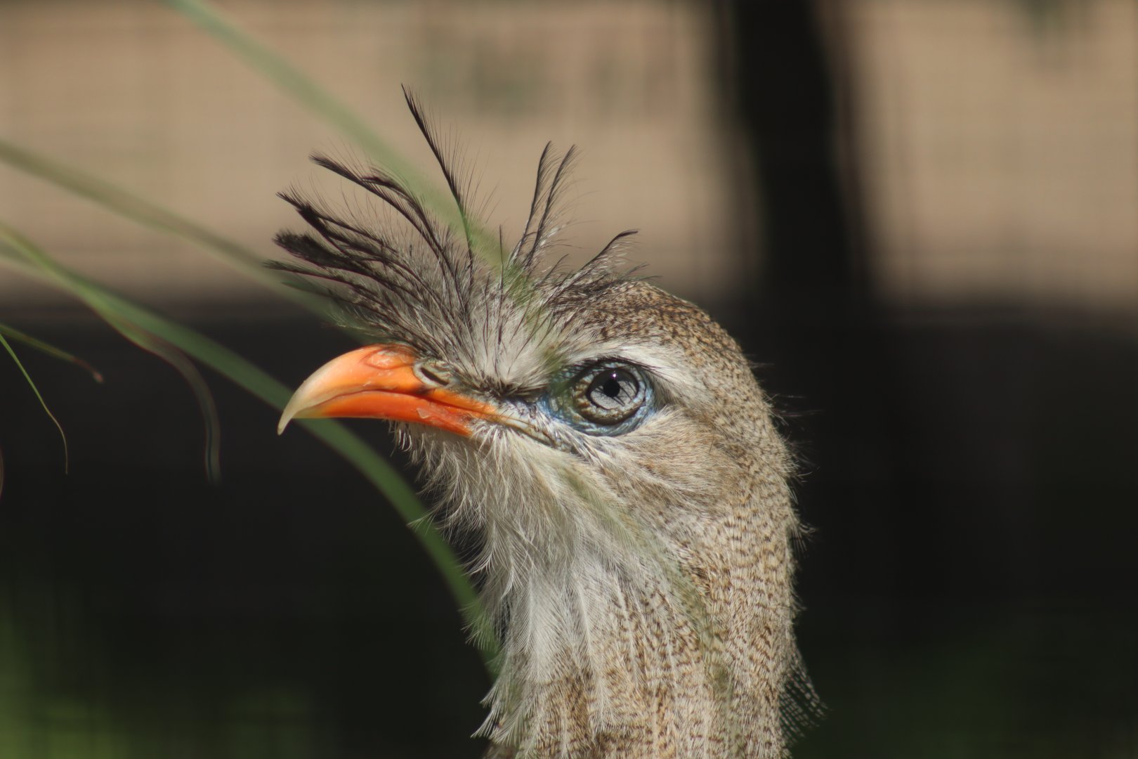Red-legged Seriema
