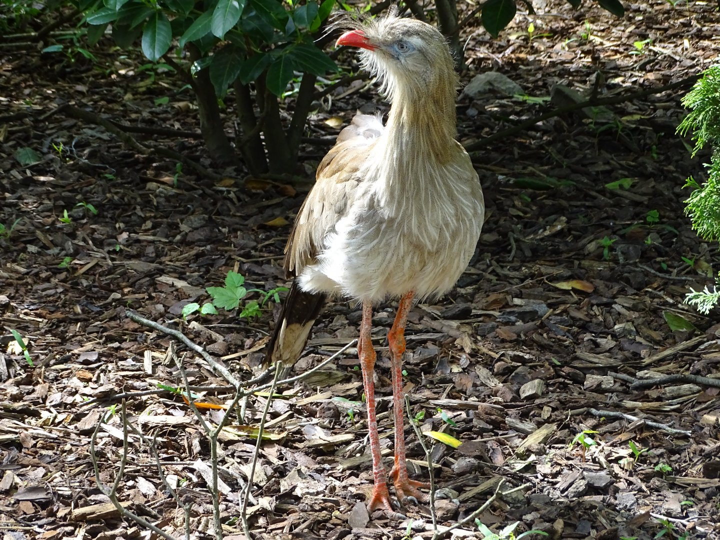 Red-legged seriema