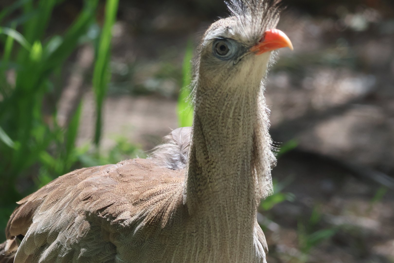 Red Legged Seriema