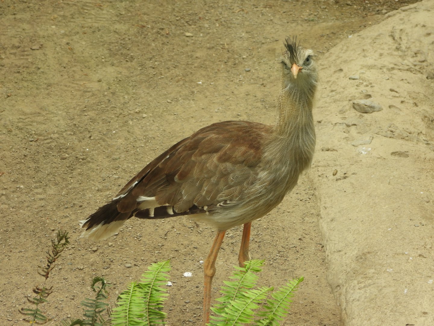 Red-legged seriema
