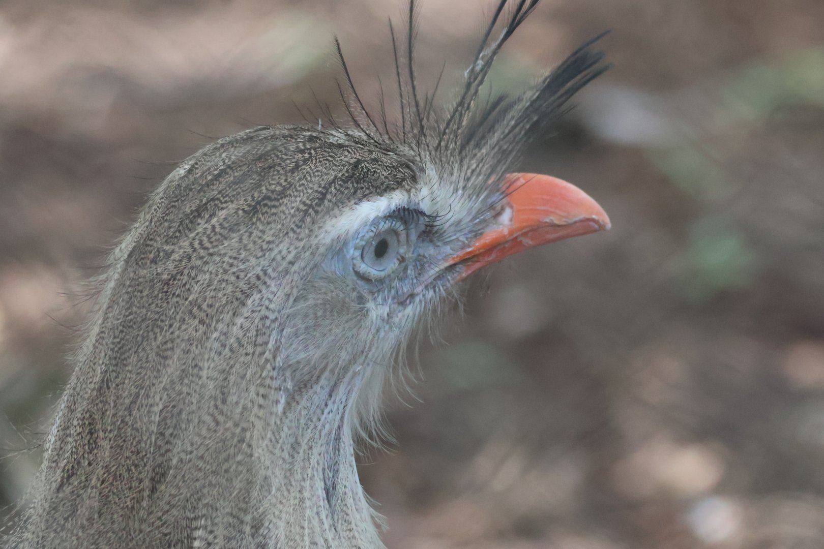 Red legged seriema