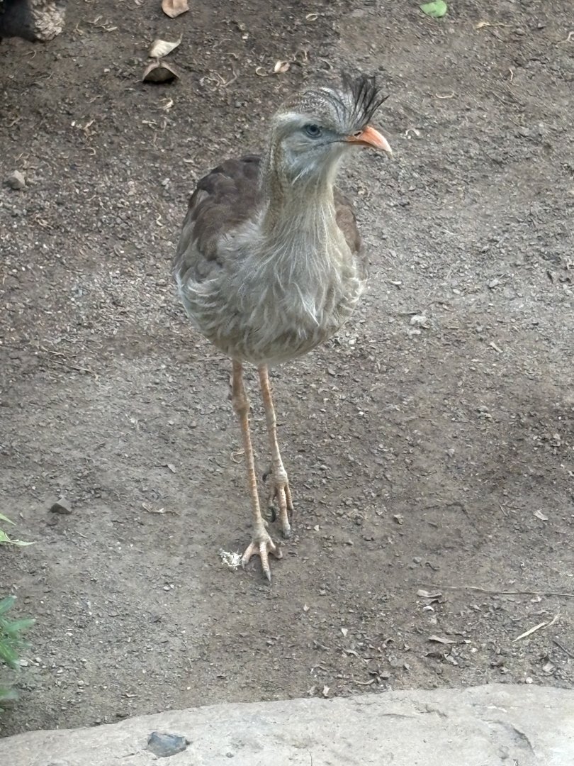 Red-legged Seriema