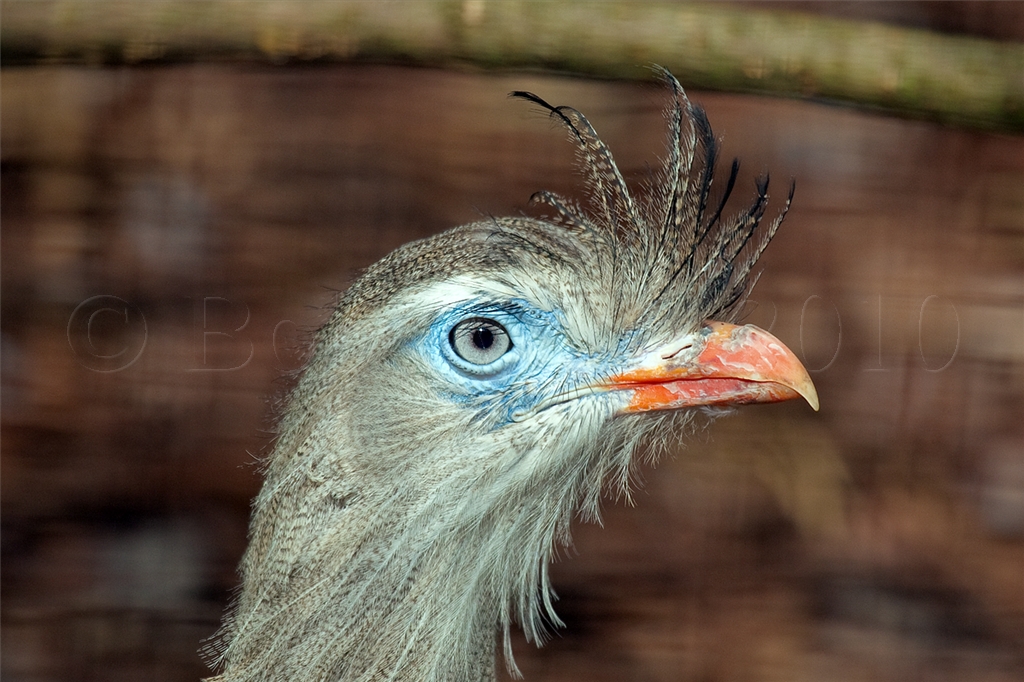 Red-Legged Seriema