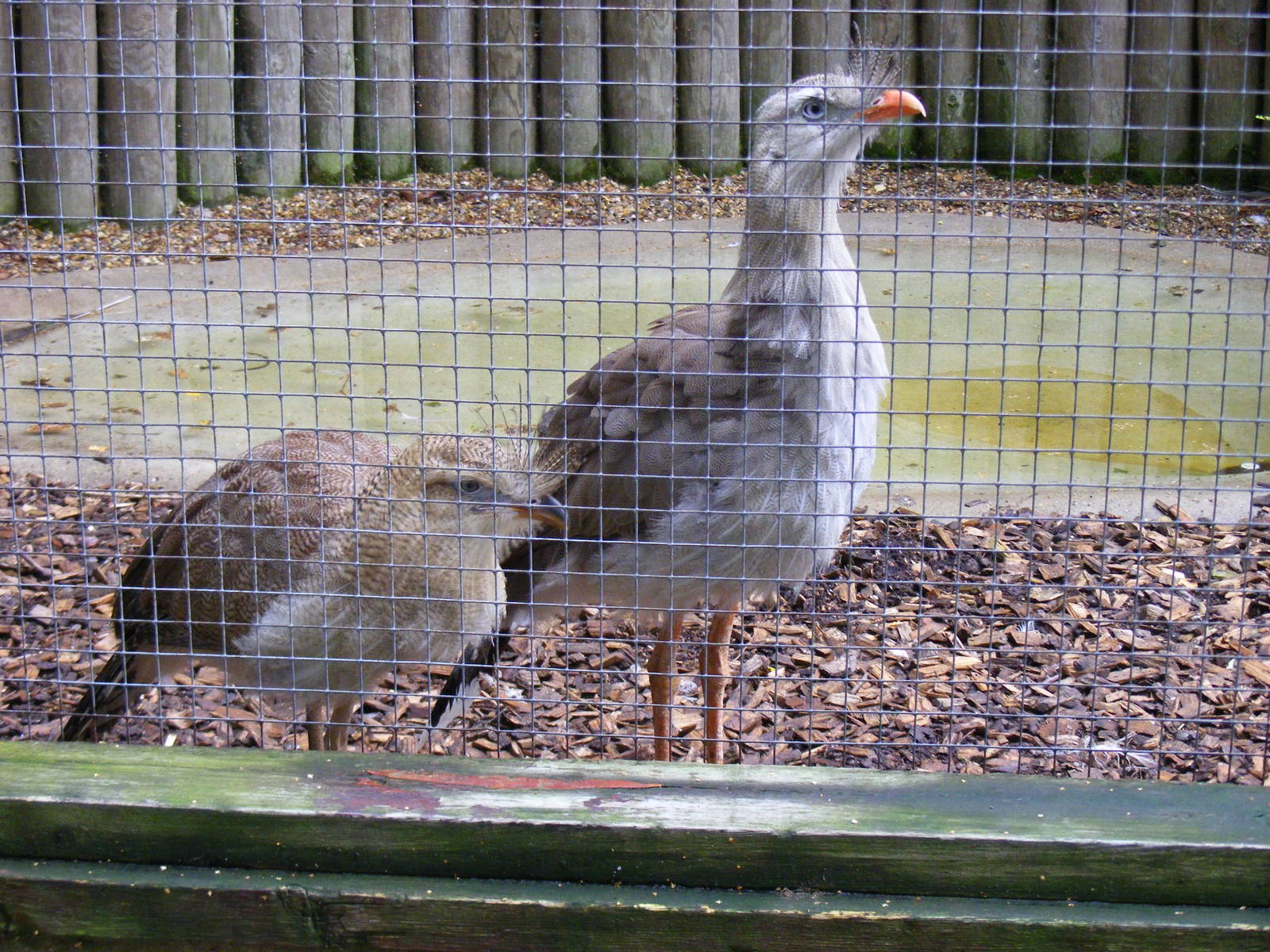 Red-legged seriemas at Banham Zoo, 14 September 2010