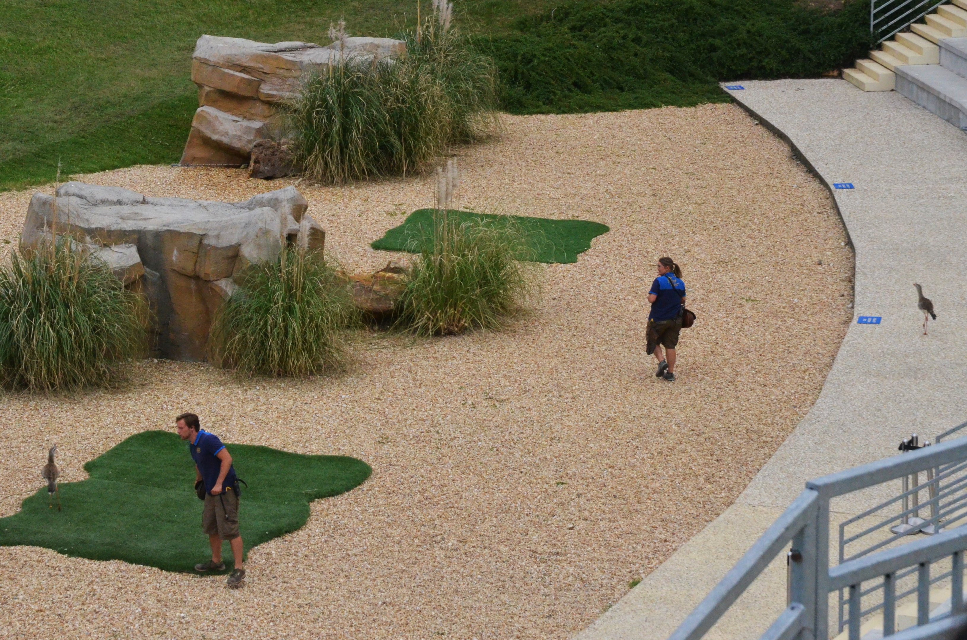 Red-legged Seriemas - Les Maîtres des Airs at Beauval, 12/06/18