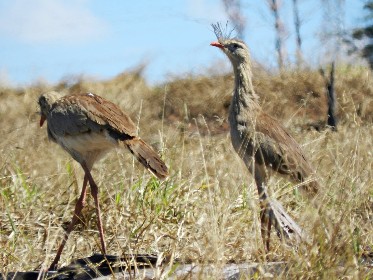 Red-legged seriemas - Vespasiano, MG Brazil