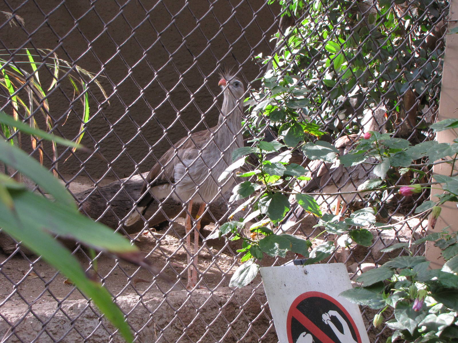 Red-legged Seriemas