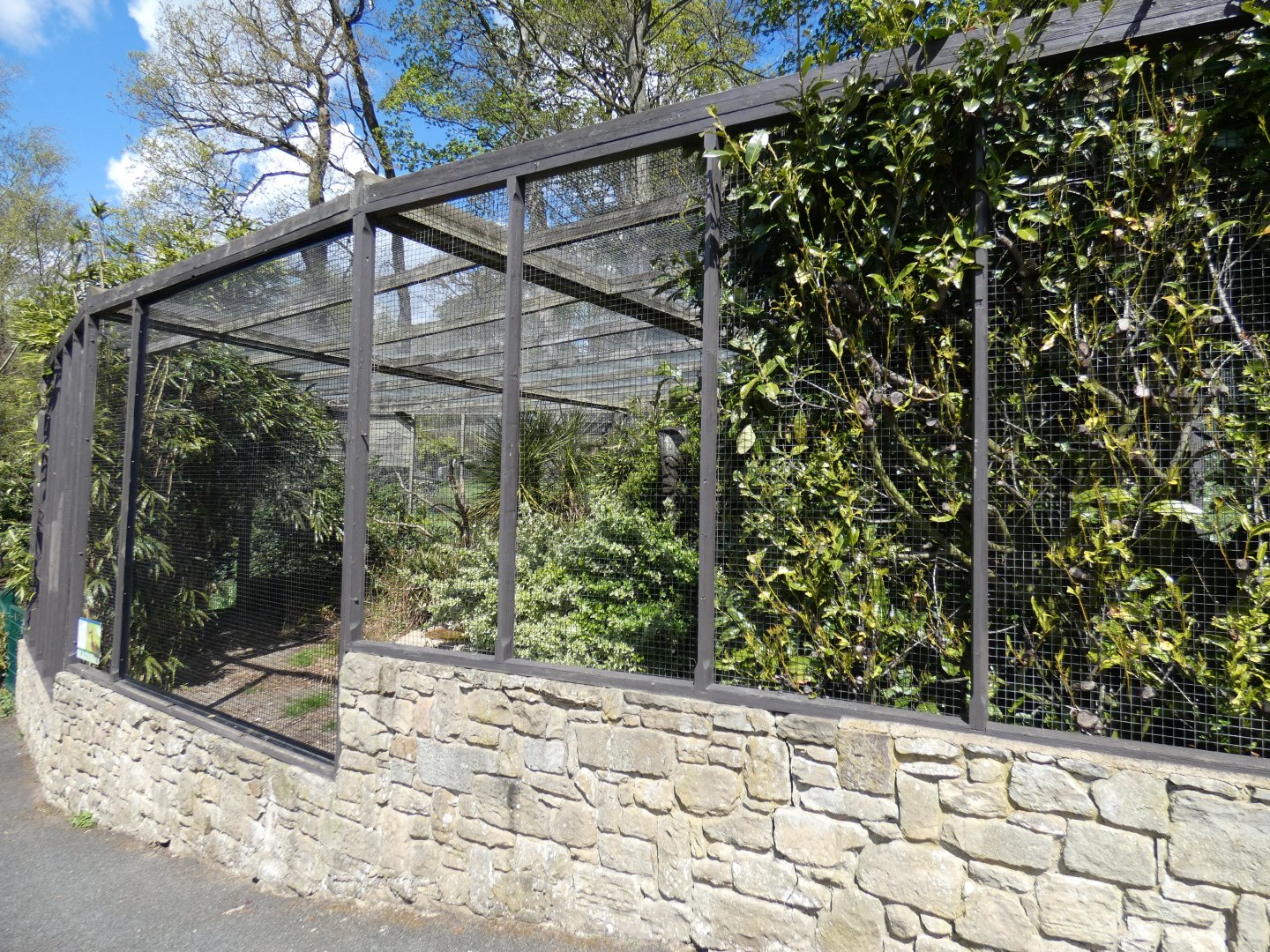 Red-legged serima aviary